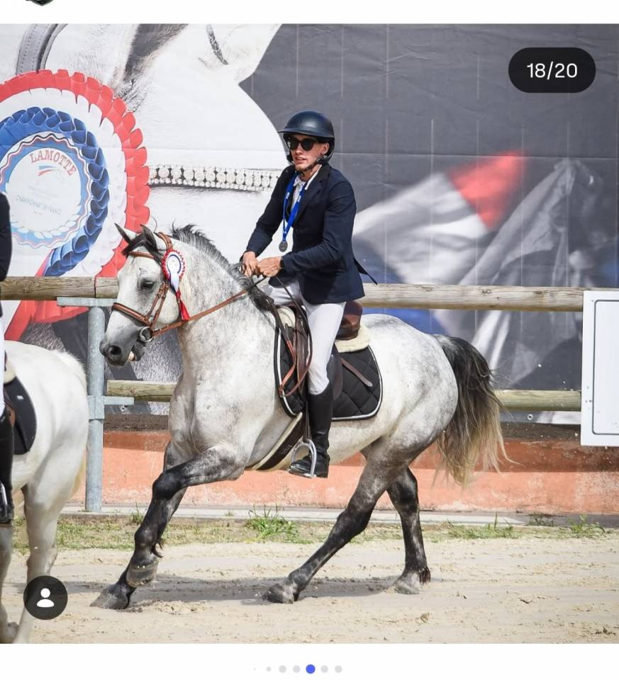 Gelding Connemara For sale 2020 Grey