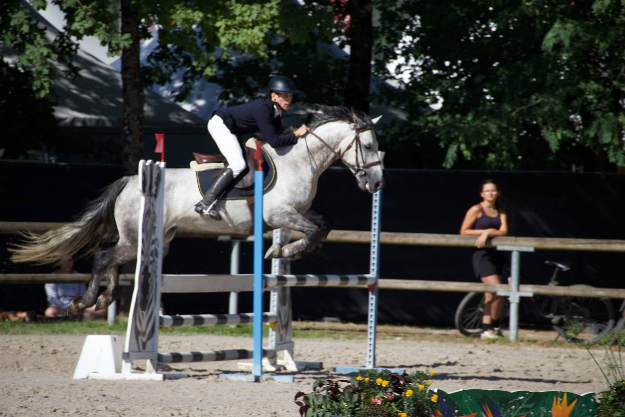 Gelding Connemara For sale 2020 Grey