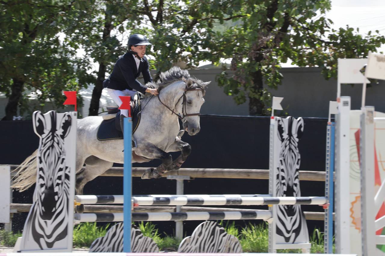Gelding Connemara For sale 2020 Grey
