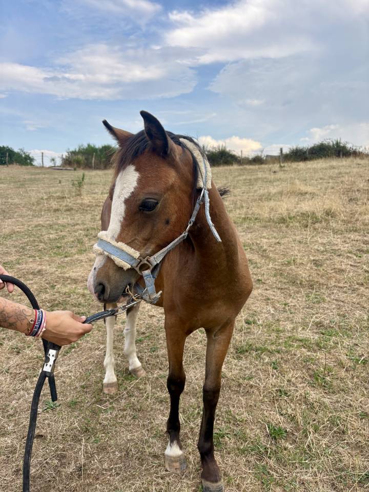 Filly Origin Recorded For sale 2025 Bay