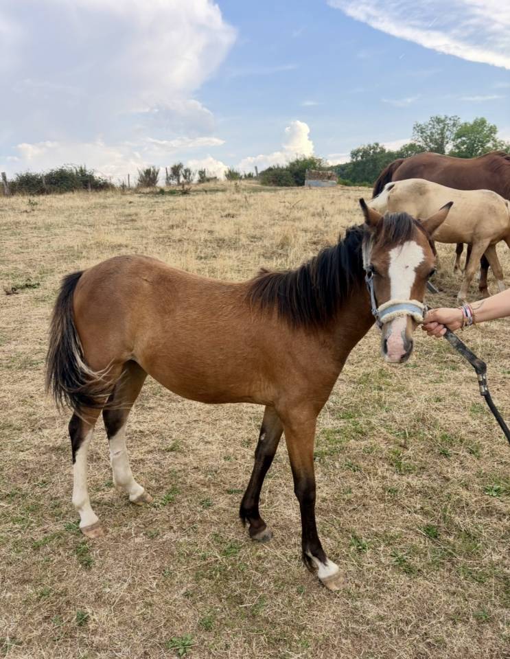 Filly Origin Recorded For sale 2025 Bay
