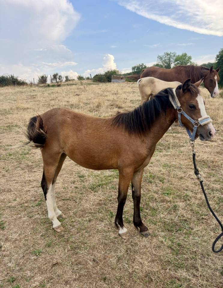 Filly Origin Recorded For sale 2025 Bay