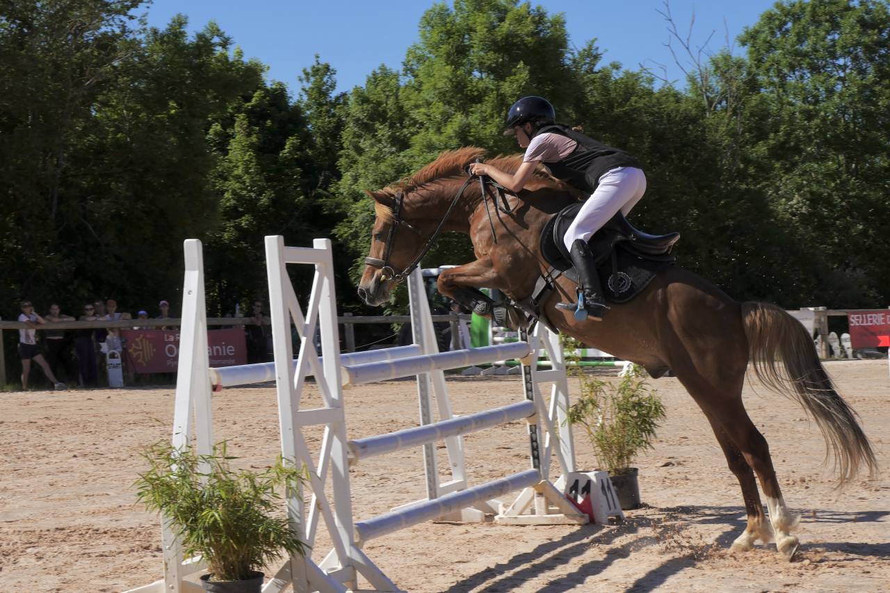 Gelding British Riding Pony For sale 2015 Chesnut