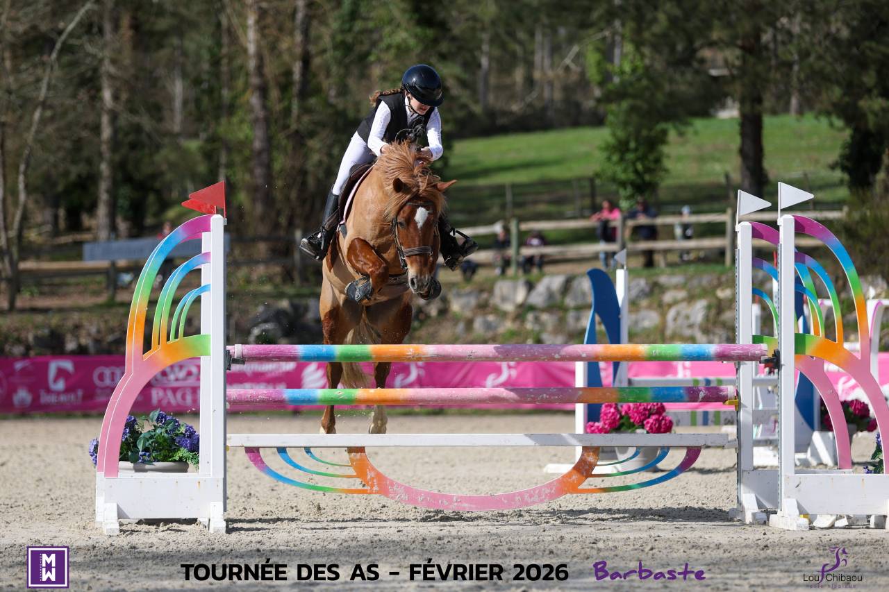 Gelding British Riding Pony For sale 2015 Chesnut
