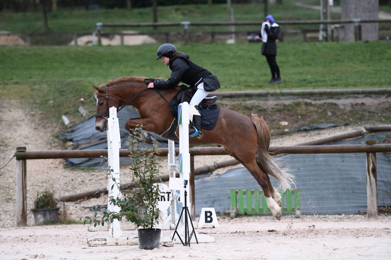 Gelding British Riding Pony For sale 2015 Chesnut