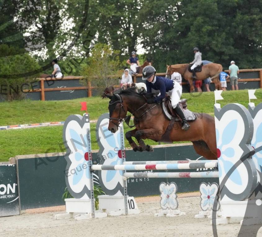 Gelding KWPN Dutch Warmblood For sale 2018 Dark Bay