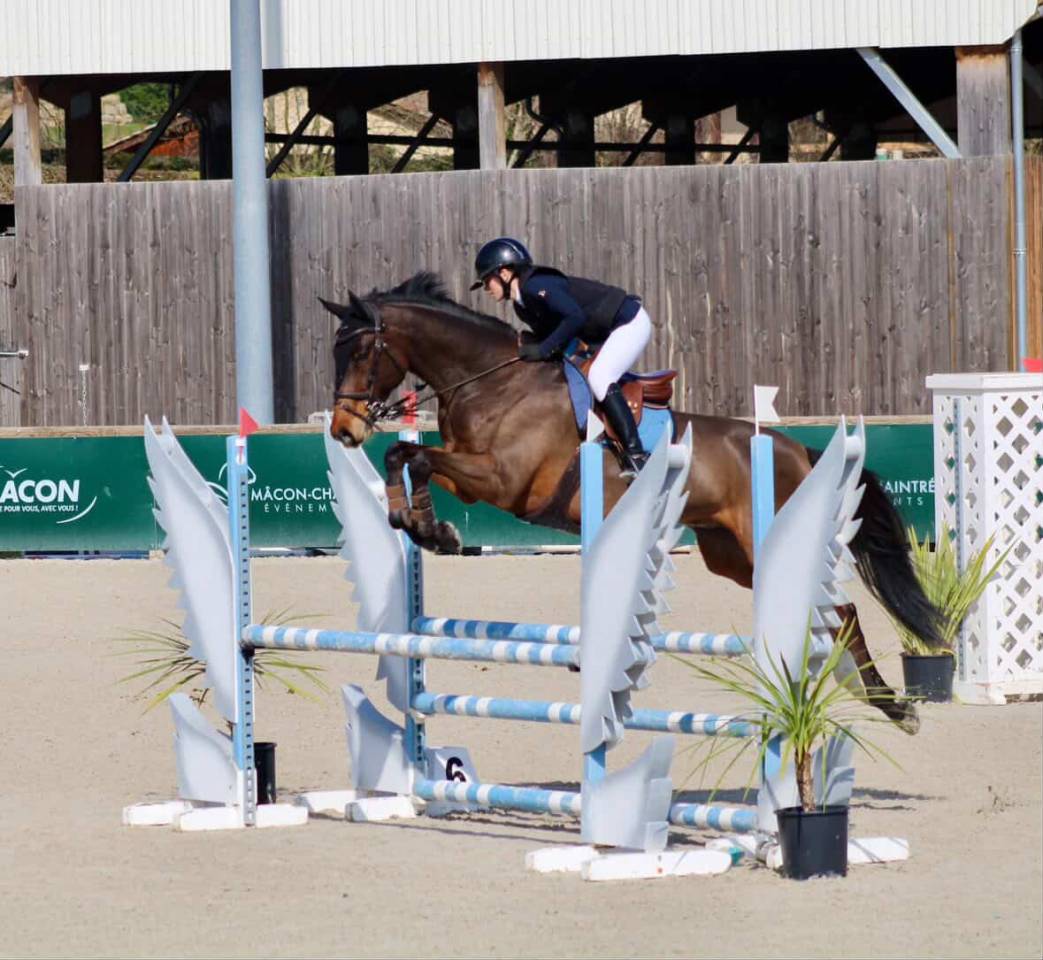 Gelding KWPN Dutch Warmblood For sale 2018 Dark Bay