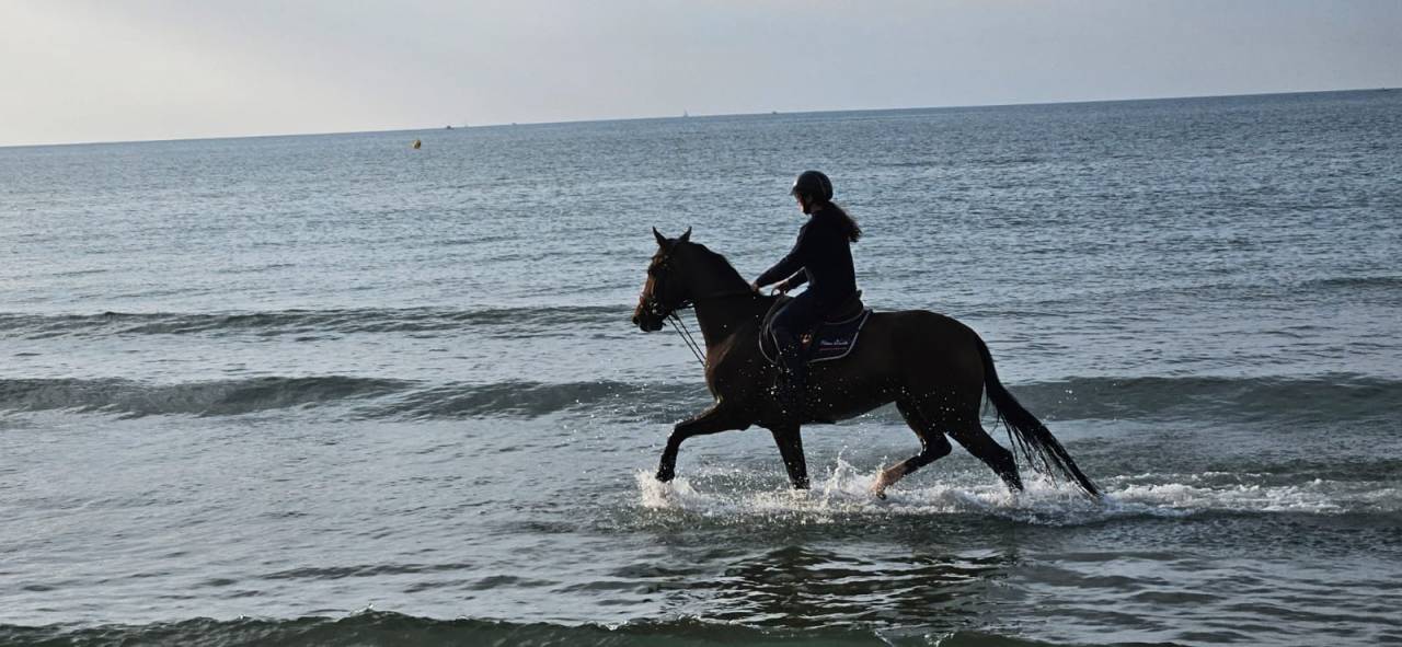 Gelding KWPN Dutch Warmblood For sale 2018 Dark Bay