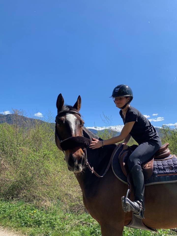 Gelding KWPN Dutch Warmblood For sale 2018 Dark Bay