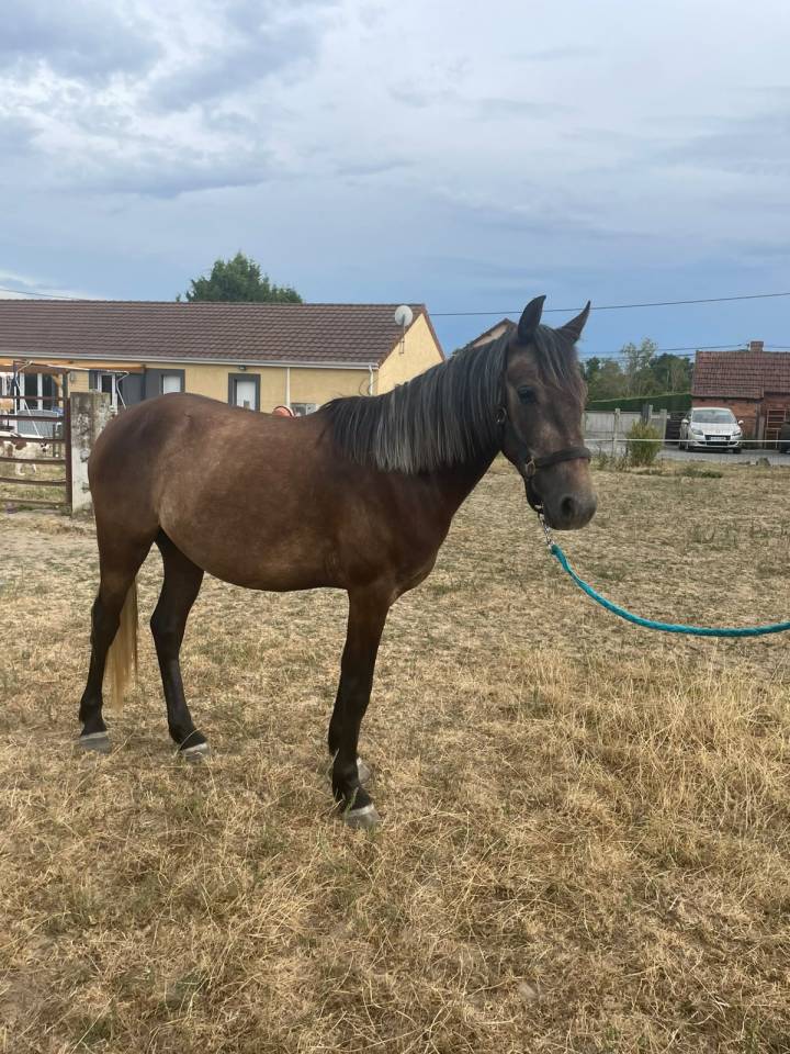 Gelding Connemara For sale 2023 Grey