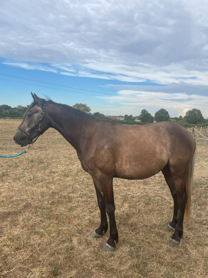 Gelding Connemara For sale 2023 Grey