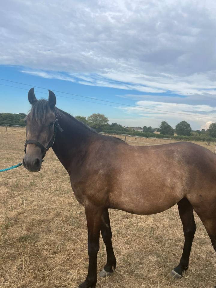 Gelding Connemara For sale 2023 Grey
