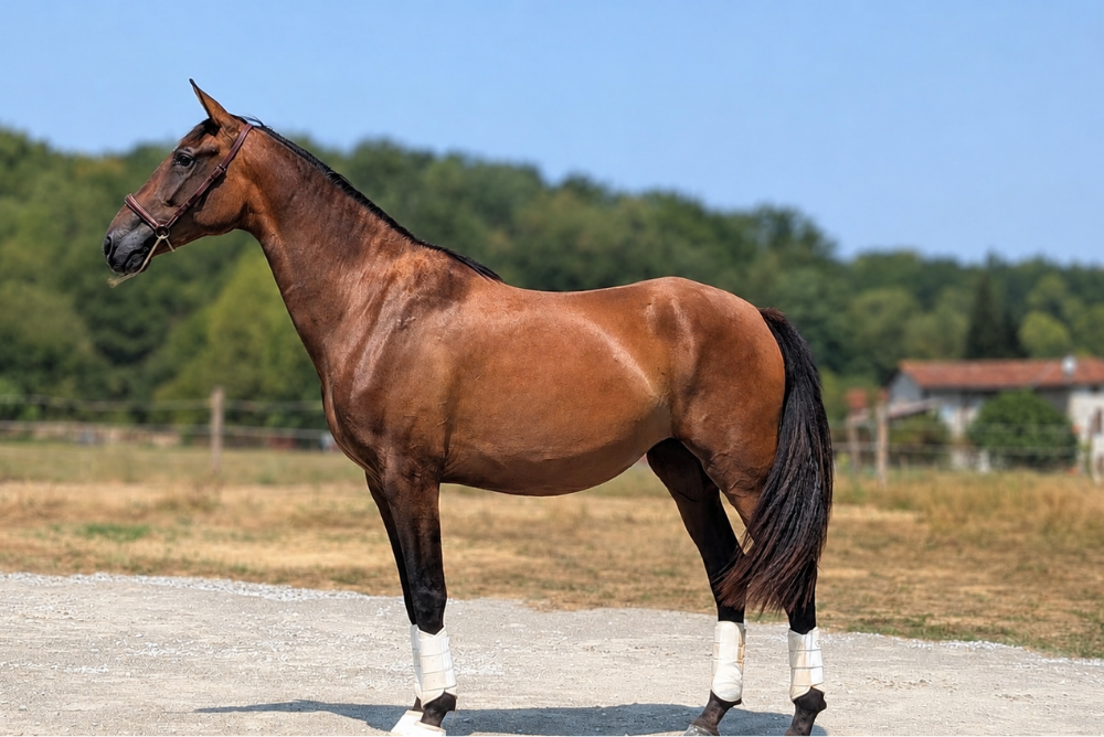 Mare PRE Pure Spanish Bred For sale 2023 Bay