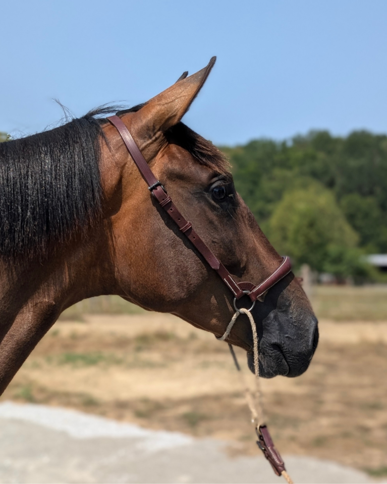 Mare PRE Pure Spanish Bred For sale 2023 Bay