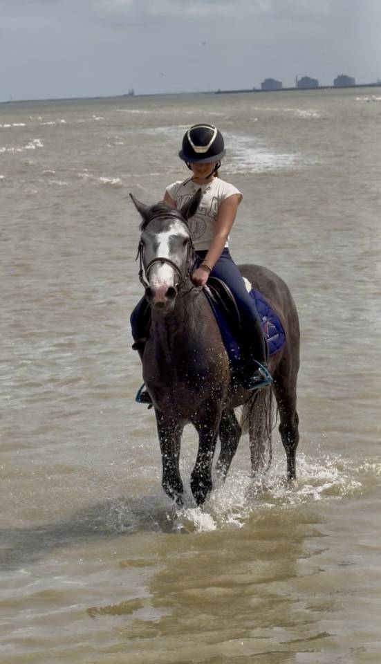Gelding Connemara For sale 2023 Grey