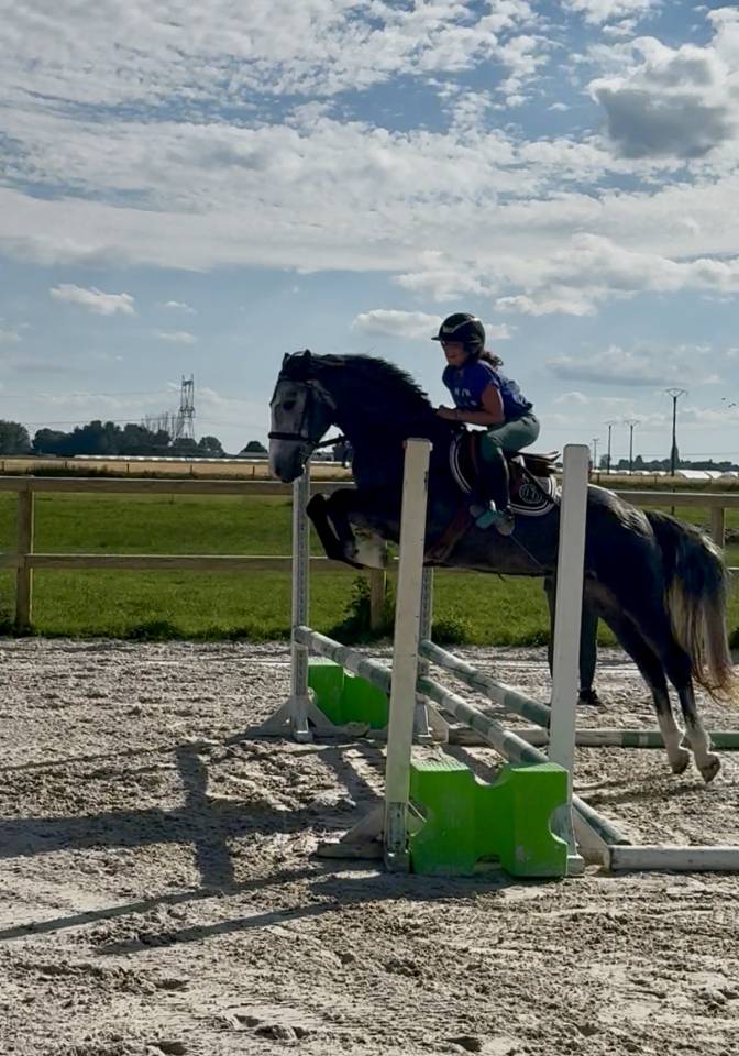 Gelding Connemara For sale 2023 Grey