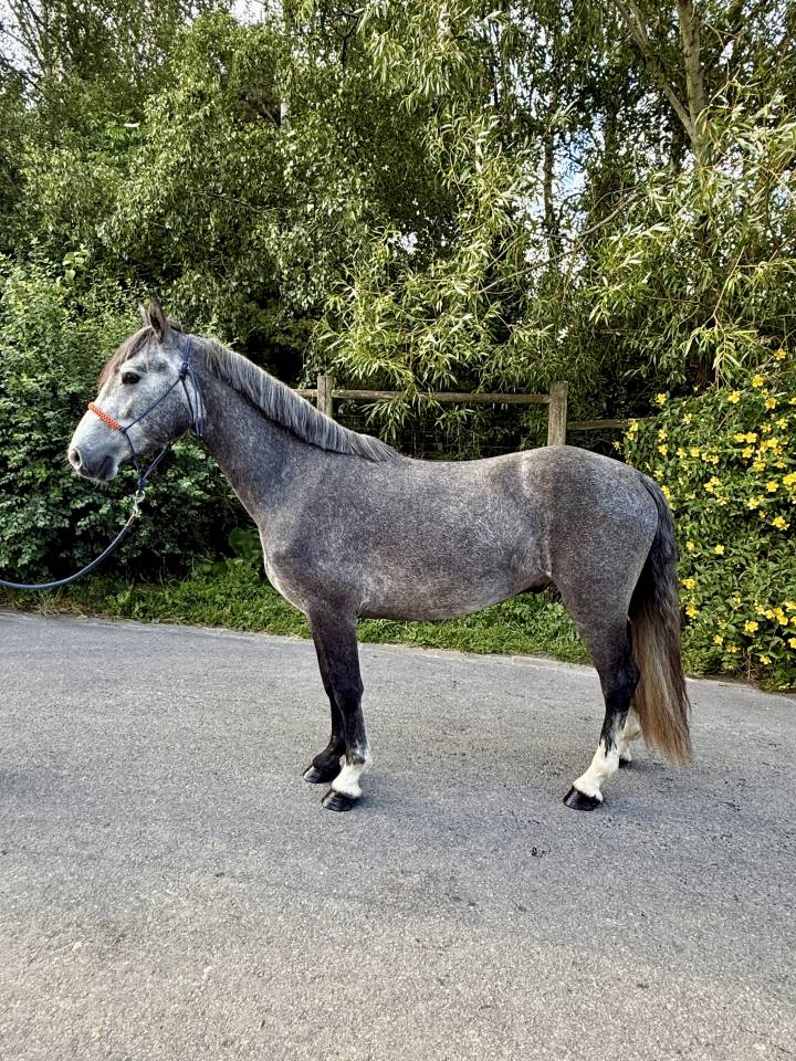 Gelding Connemara For sale 2023 Grey