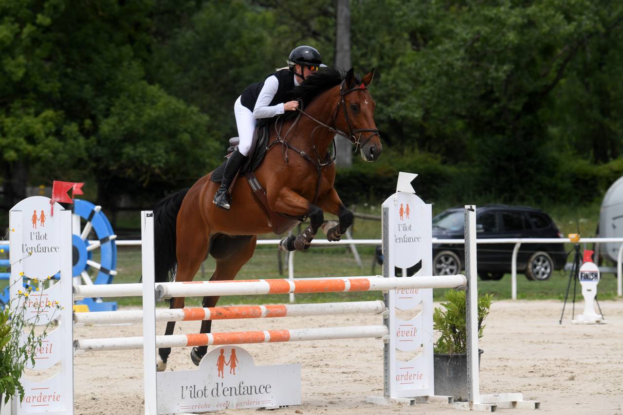 Gelding Selle Fran&ccedil;ais For sale 2016 Bay