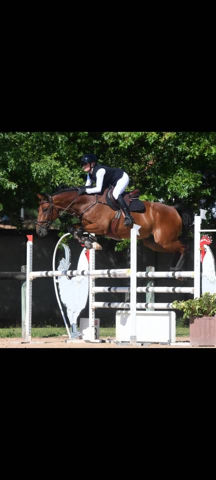 Gelding Selle Fran&ccedil;ais For sale 2016 Bay
