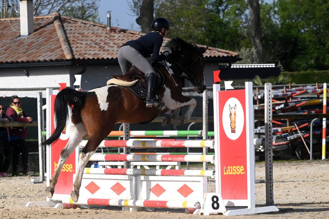 Gelding Selle Fran&ccedil;ais For sale 2020 Coloured
