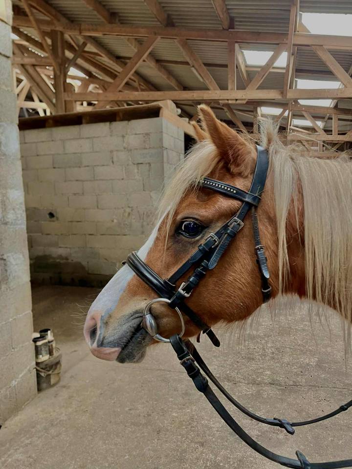 Gelding Origin Recorded For sale 2021 Chesnut
