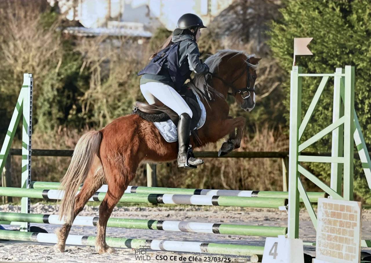 Gelding Origin Recorded For sale 2021 Chesnut