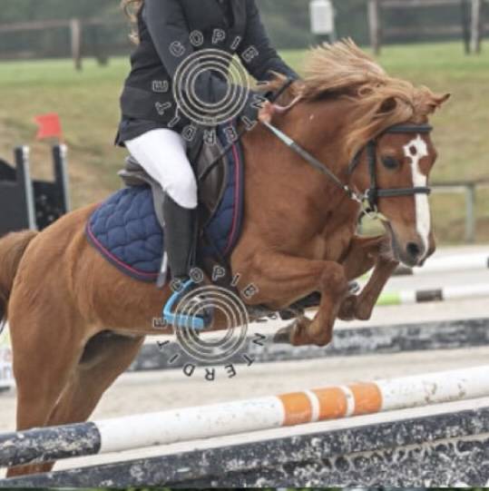 Gelding French Saddle Pony For loan 2008 Chesnut