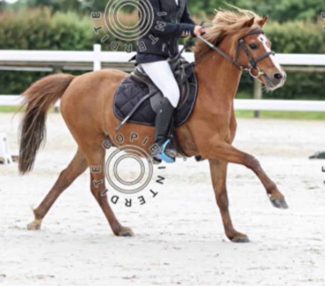 Gelding French Saddle Pony For loan 2008 Chesnut