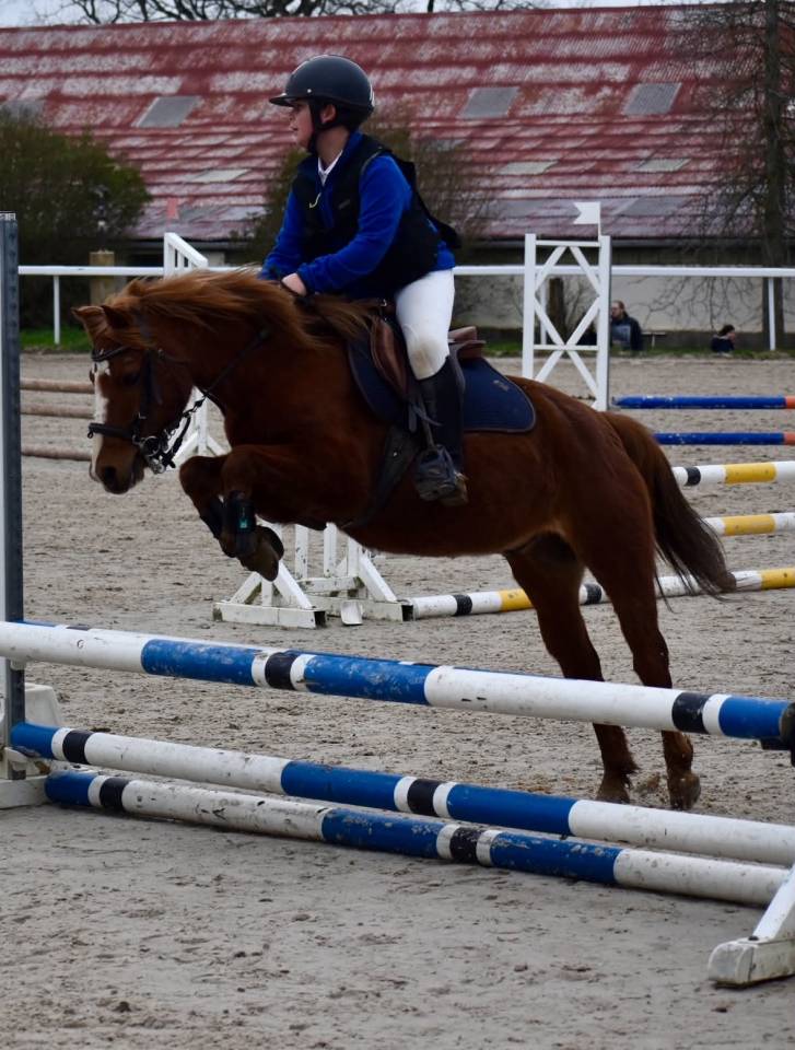 Gelding French Saddle Pony For loan 2008 Chesnut