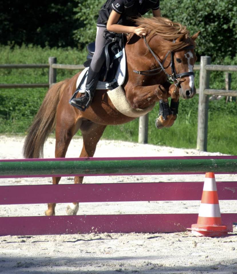Gelding French Saddle Pony For loan 2008 Chesnut