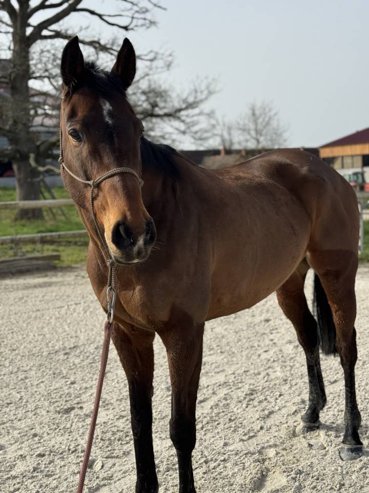 Mare Thoroughbred For sale 2019 Bay