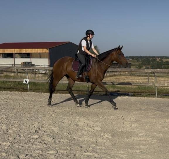 Mare Thoroughbred For sale 2019 Bay