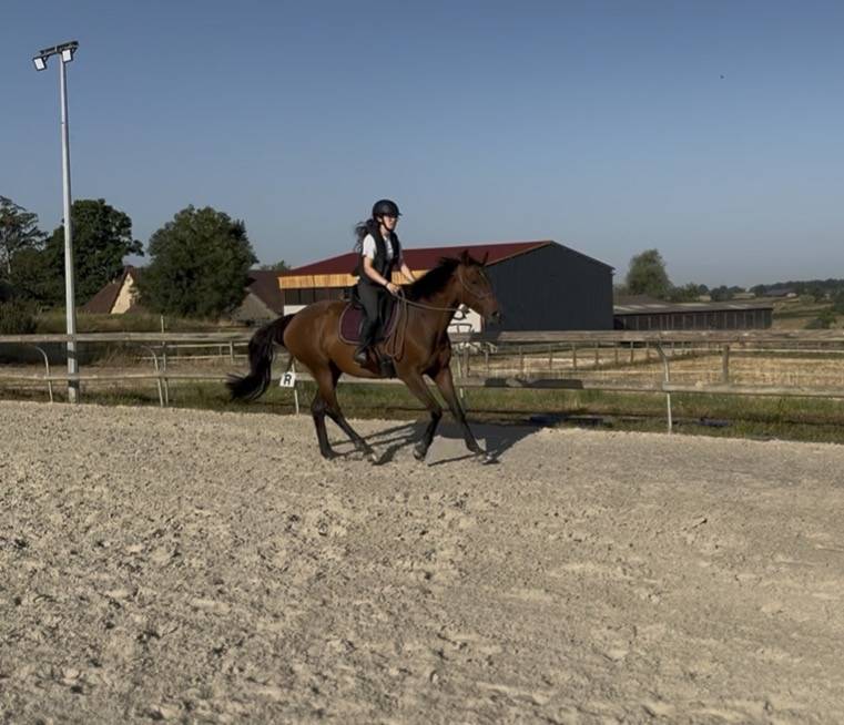 Mare Thoroughbred For sale 2019 Bay