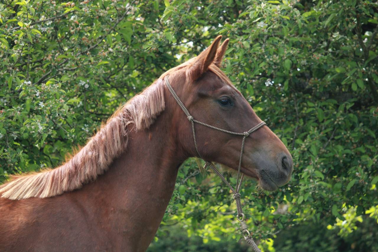 Mare Selle Fran&ccedil;ais For sale 2024 Chesnut
