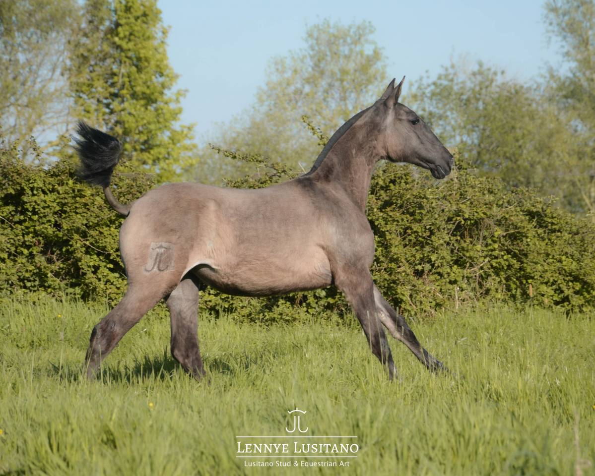 Filly Lusitano For sale 2025 Grullo