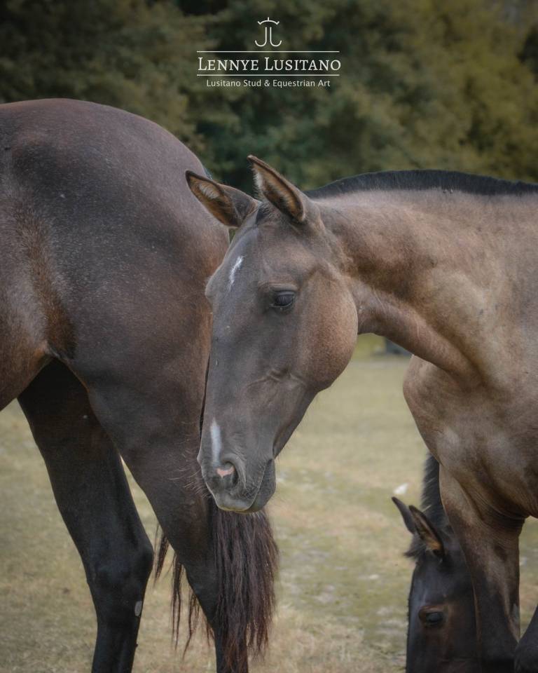 Filly Lusitano For sale 2025 Grullo