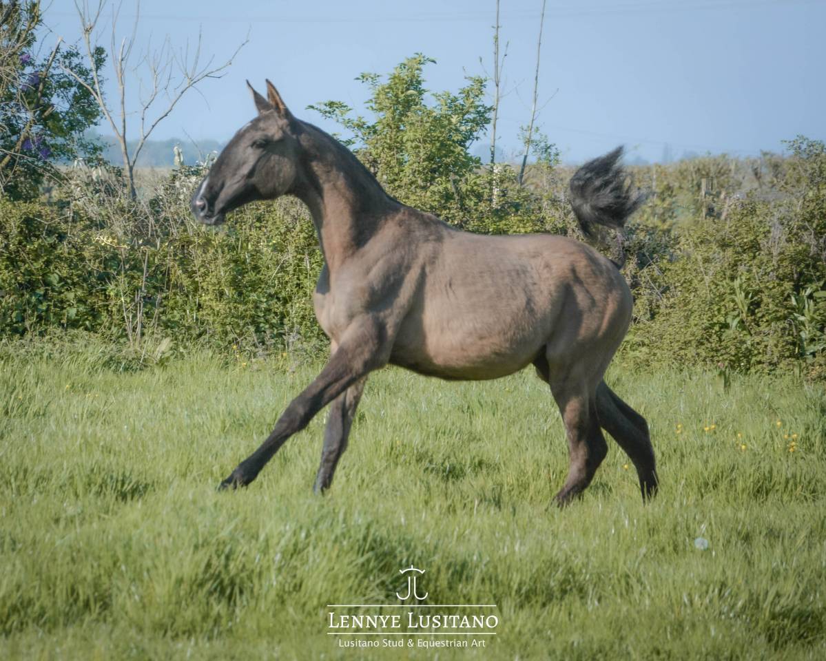 Filly Lusitano For sale 2025 Grullo