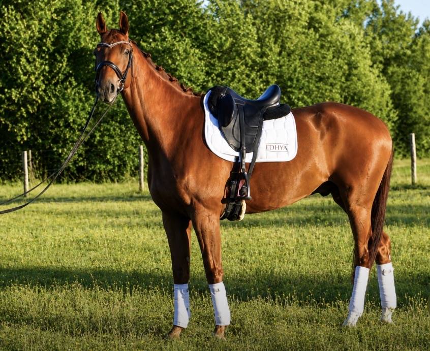 Gelding Hanoverian For sale 2018 Chesnut