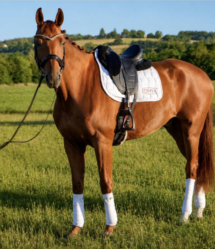 Gelding Hanoverian For sale 2018 Chesnut