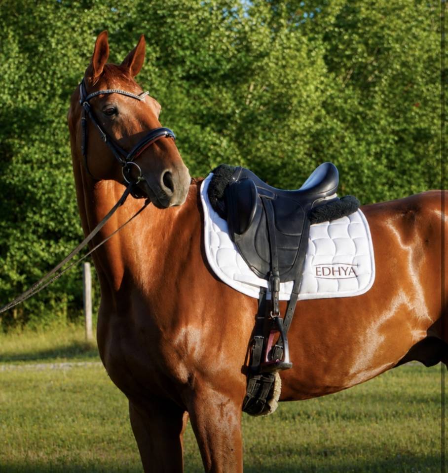 Gelding Hanoverian For sale 2018 Chesnut