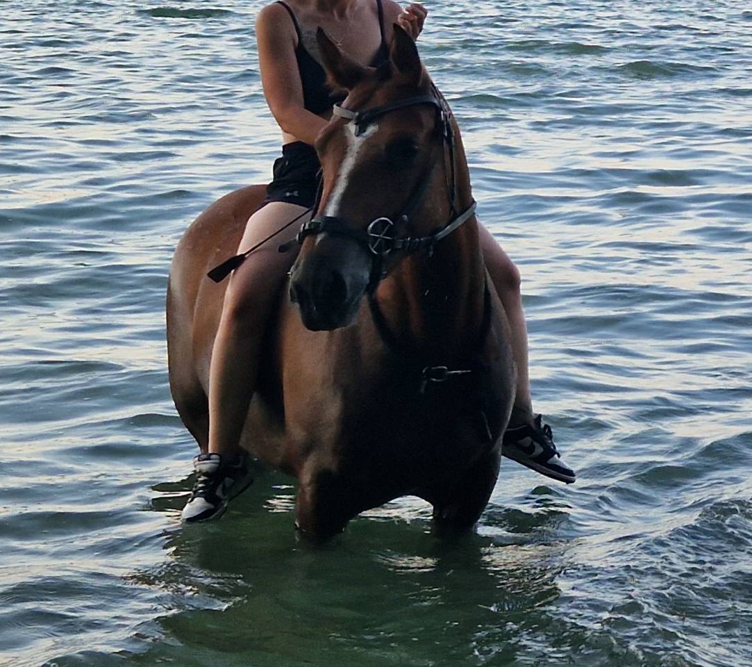 Mare Franche-Montagne For sale 2019 Bay