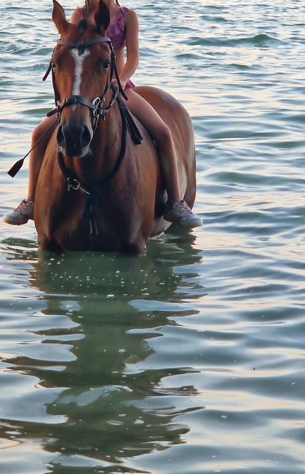 Mare Franche-Montagne For sale 2019 Bay