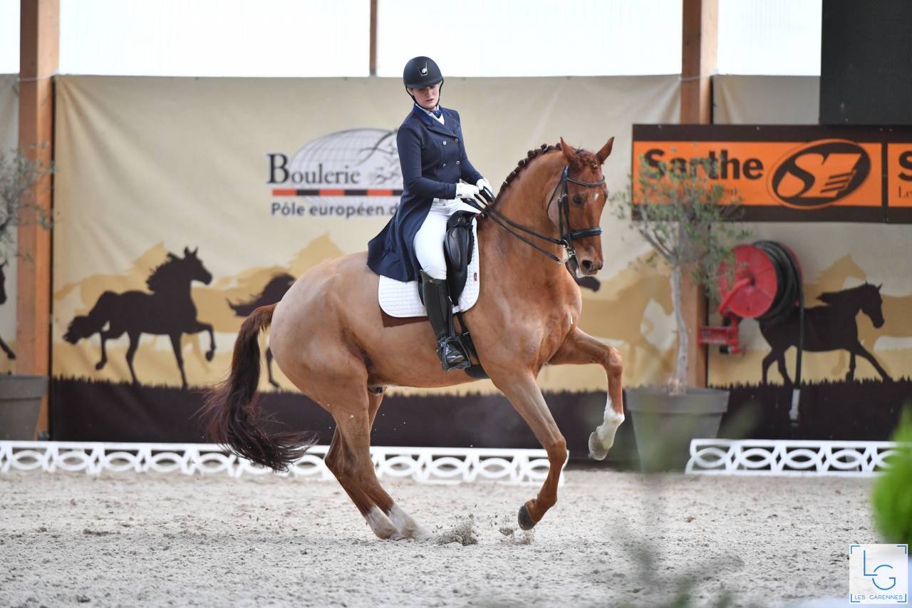 Gelding KWPN Dutch Warmblood For sale 2011 Chesnut