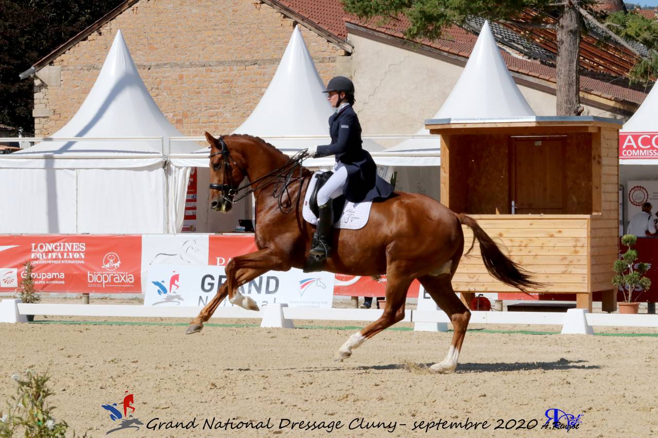 Gelding KWPN Dutch Warmblood For sale 2011 Chesnut