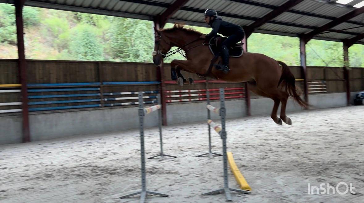 Gelding sBs Belgian Warmblood For sale 2019 Chesnut
