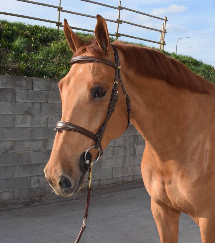 Gelding sBs Belgian Warmblood For sale 2019 Chesnut