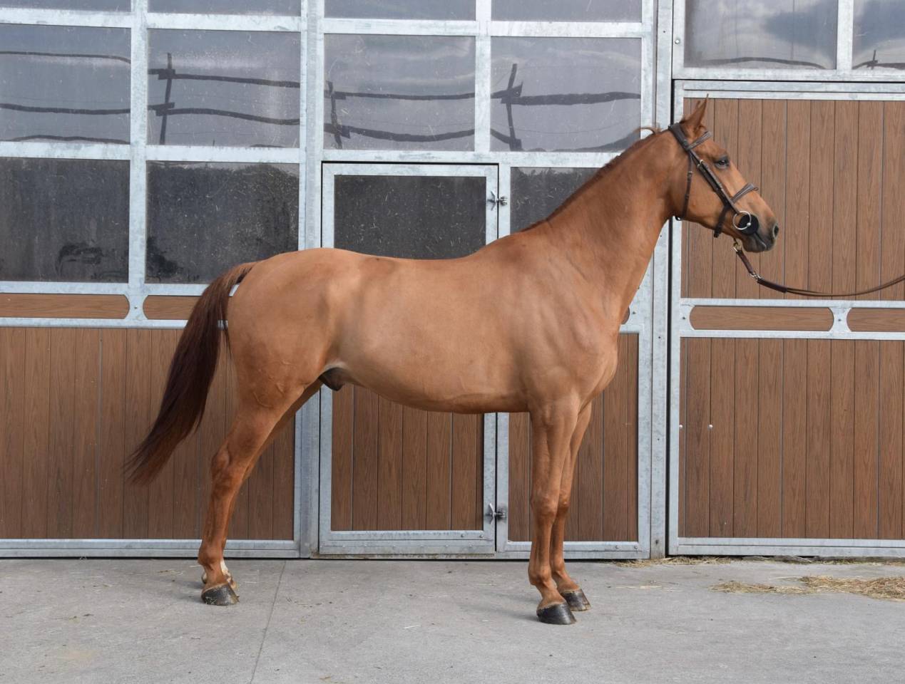 Gelding sBs Belgian Warmblood For sale 2019 Chesnut