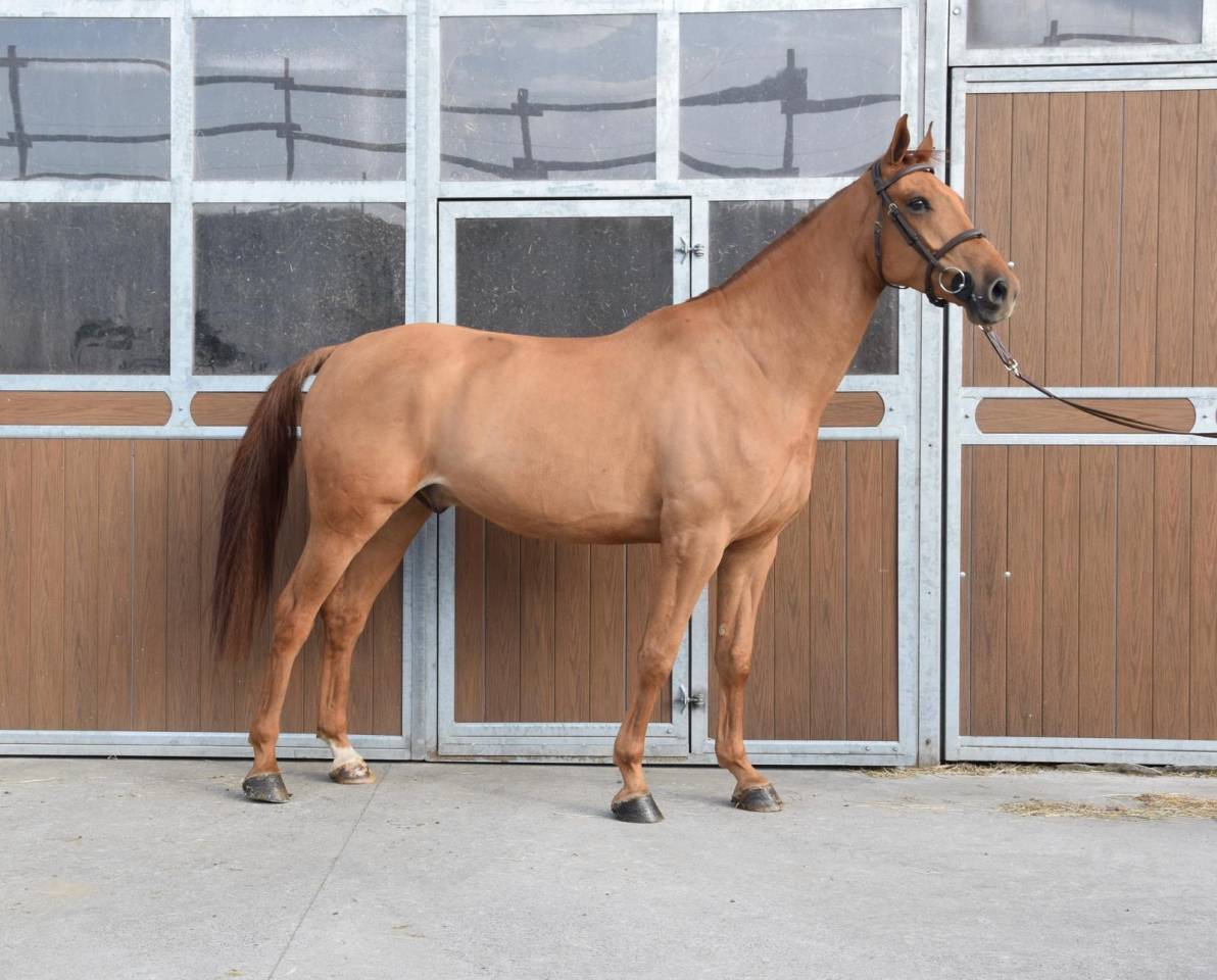 Gelding sBs Belgian Warmblood For sale 2019 Chesnut