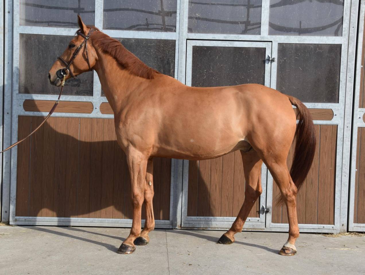 Gelding sBs Belgian Warmblood For sale 2019 Chesnut