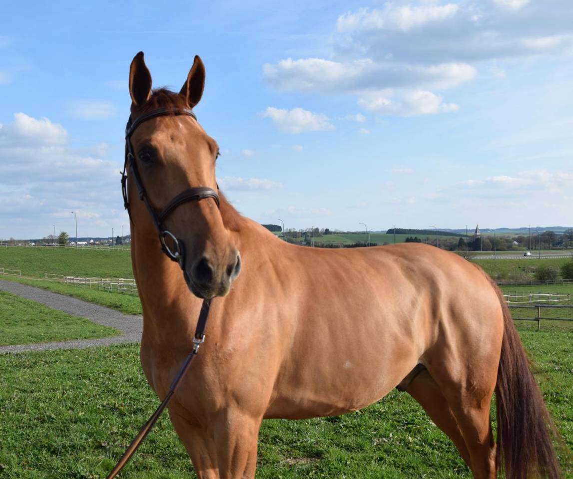 Gelding sBs Belgian Warmblood For sale 2019 Chesnut